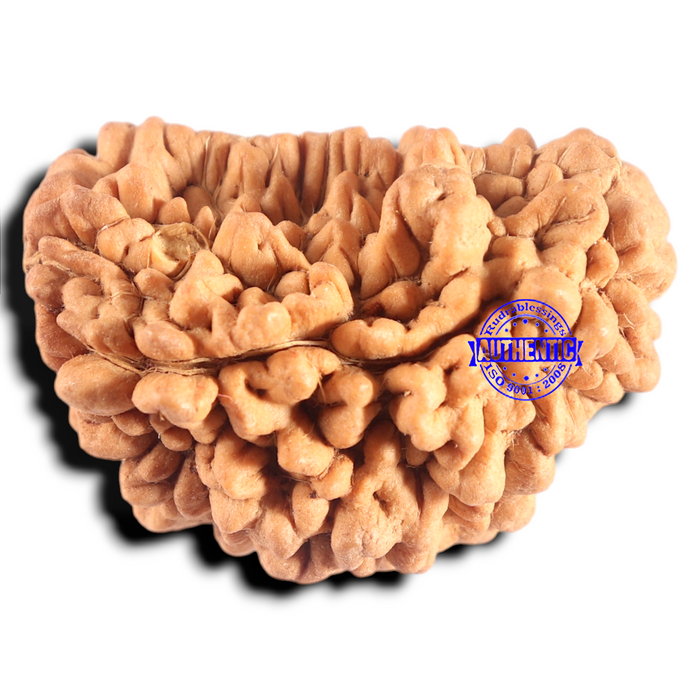 1 Mukhi half moon shaped from India - Bead No. 364