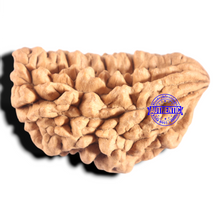 Load image into Gallery viewer, 1 Mukhi half moon shaped from India - Bead No. 365

