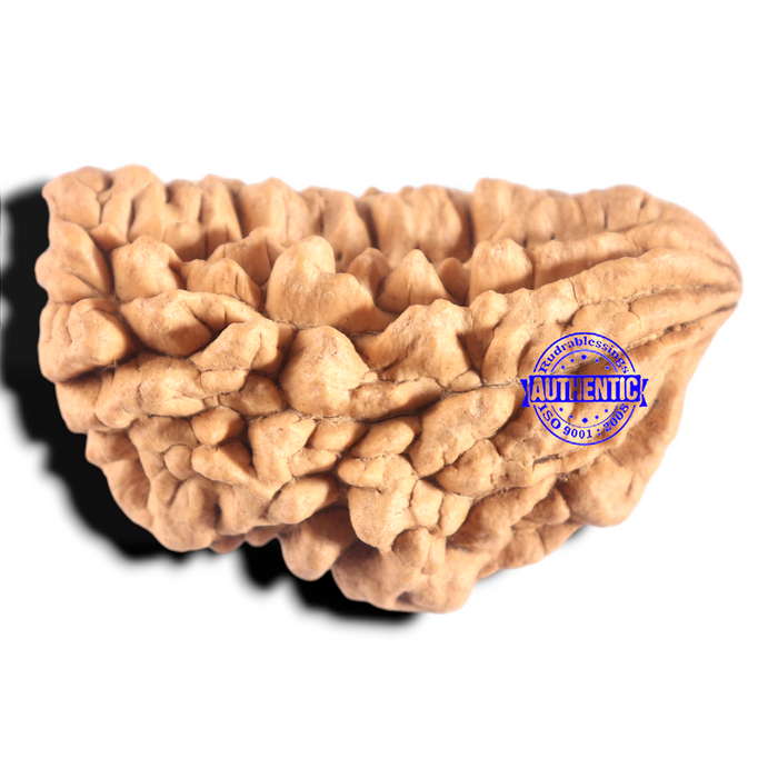 1 Mukhi half moon shaped from India - Bead No. 365