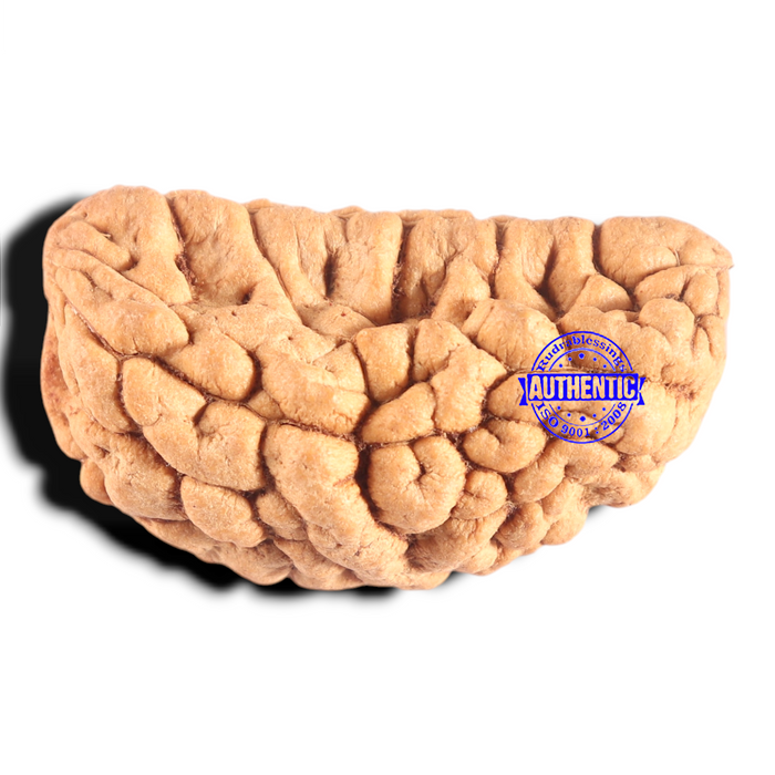 1 Mukhi half moon shaped from India - Bead No. 366