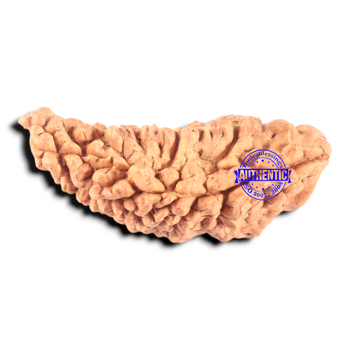 1 Mukhi half moon shaped from India - Bead No. 368