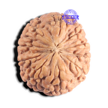 Load image into Gallery viewer, 10 Mukhi Rudraksha from Indonesia - Bead No. 1
