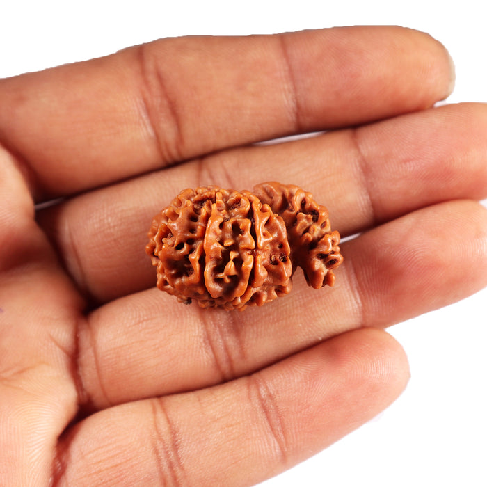 1 Mukhi Savar Rudraksha from Nepal - Bead No. 80