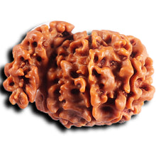 Load image into Gallery viewer, 1 Mukhi Savar Rudraksha from Nepal - Bead No. 80
