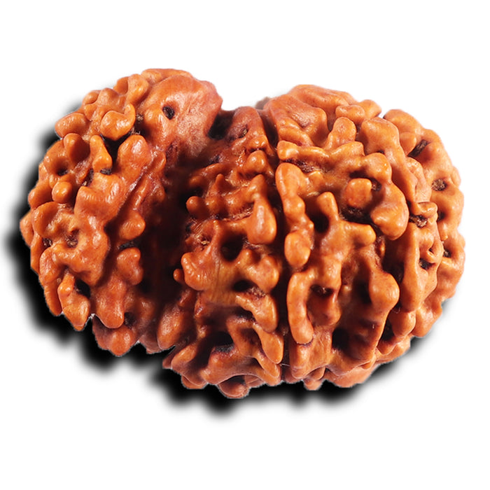 1 Mukhi Savar Rudraksha from Nepal - Bead No. 81