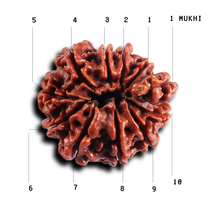 1 Mukhi Savar Rudraksha from Nepal - Bead No. 82