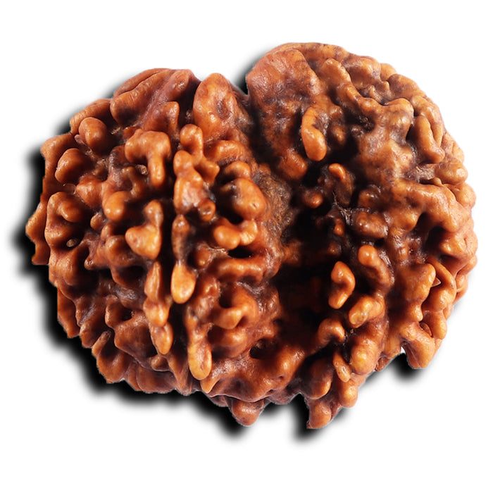 1 Mukhi Savar Rudraksha from Nepal - Bead No. 85