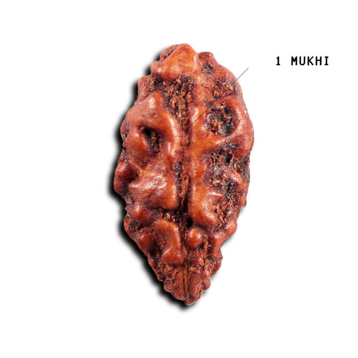 1 Mukhi  Rudraksha from Indonesia - Bead No.156
