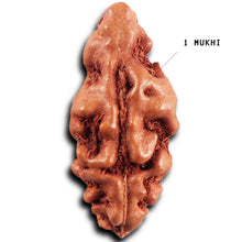 Load image into Gallery viewer, 1 Mukhi  Rudraksha from Indonesia - Bead No.157
