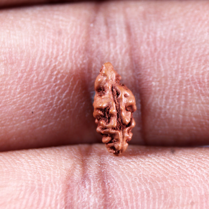 1 Mukhi  Rudraksha from Indonesia - Bead No.157