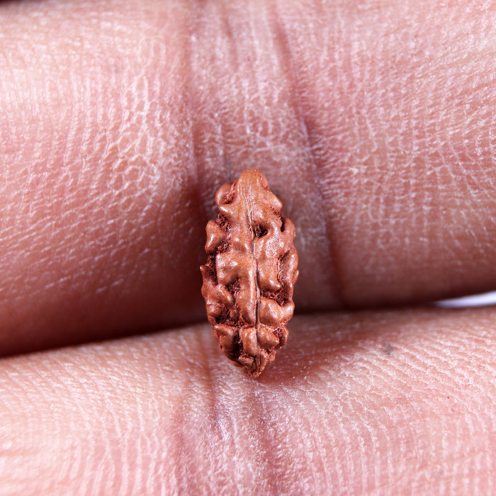 1 Mukhi  Rudraksha from Indonesia - Bead No.159