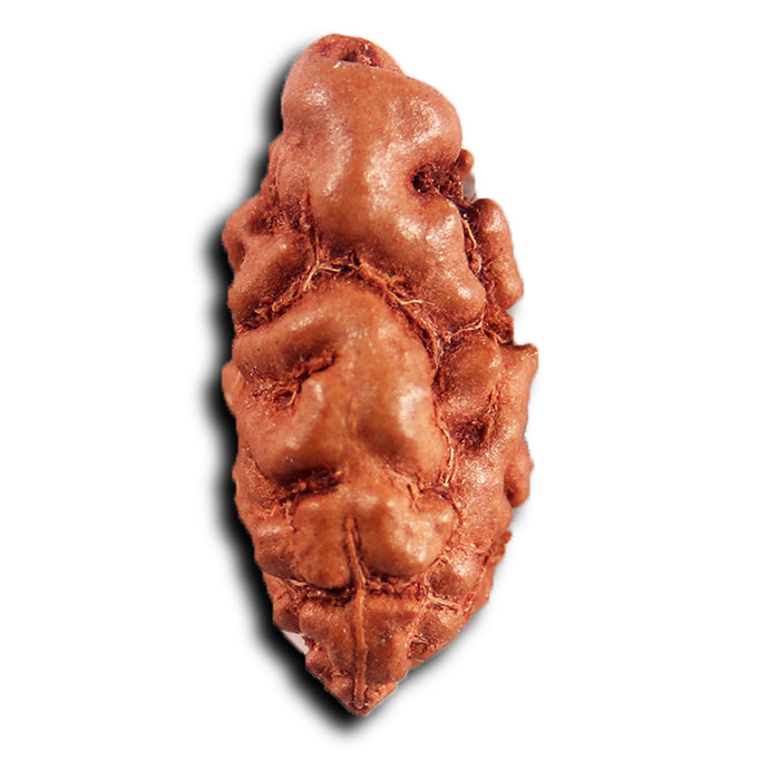 1 Mukhi  Rudraksha from Indonesia - Bead No.159