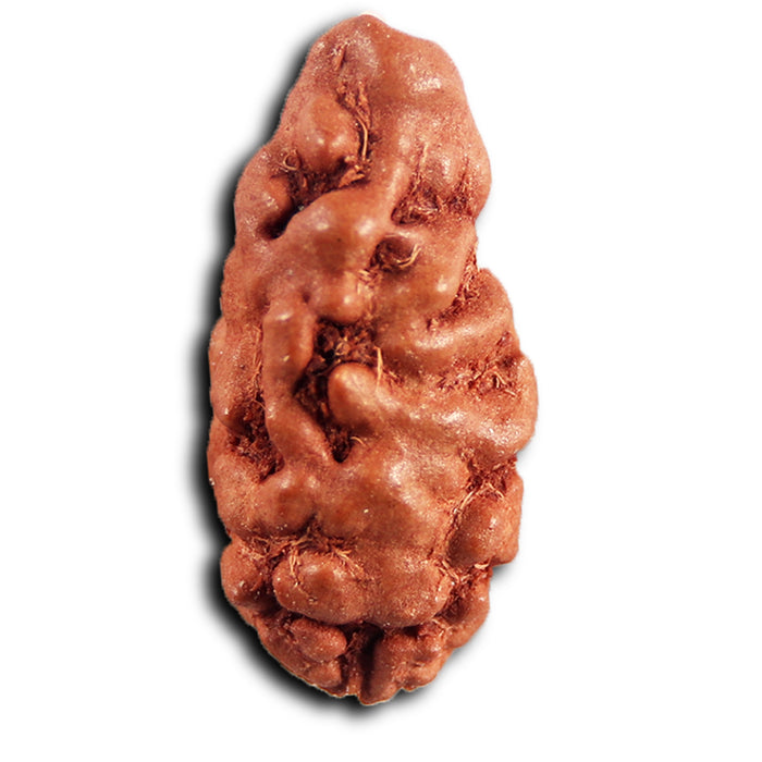 1 Mukhi  Rudraksha from Indonesia - Bead No.159