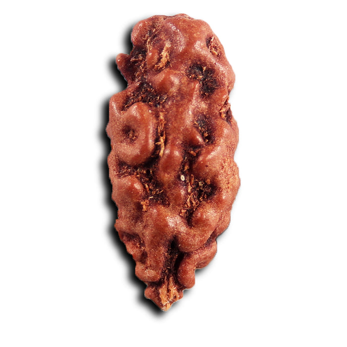 1 Mukhi  Rudraksha from Indonesia - Bead No.160