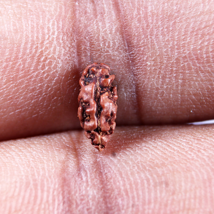 1 Mukhi  Rudraksha from Indonesia - Bead No.160