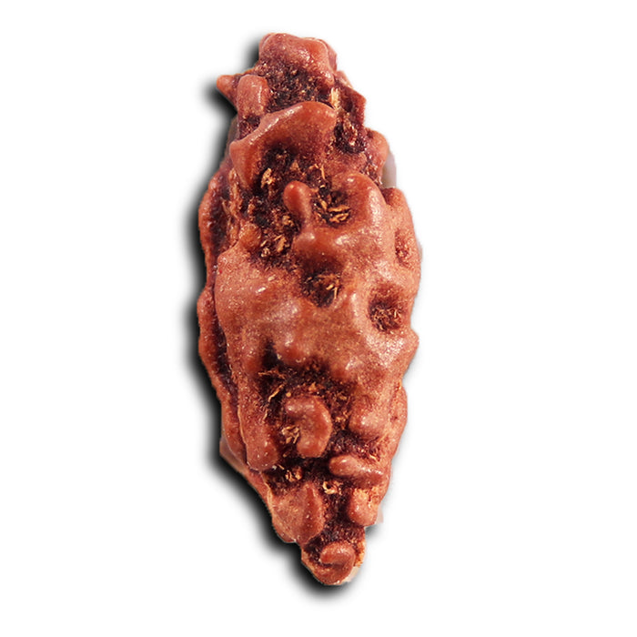 1 Mukhi  Rudraksha from Indonesia - Bead No.160