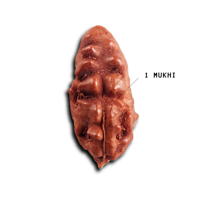 1 Mukhi  Rudraksha from Indonesia - Bead No.161