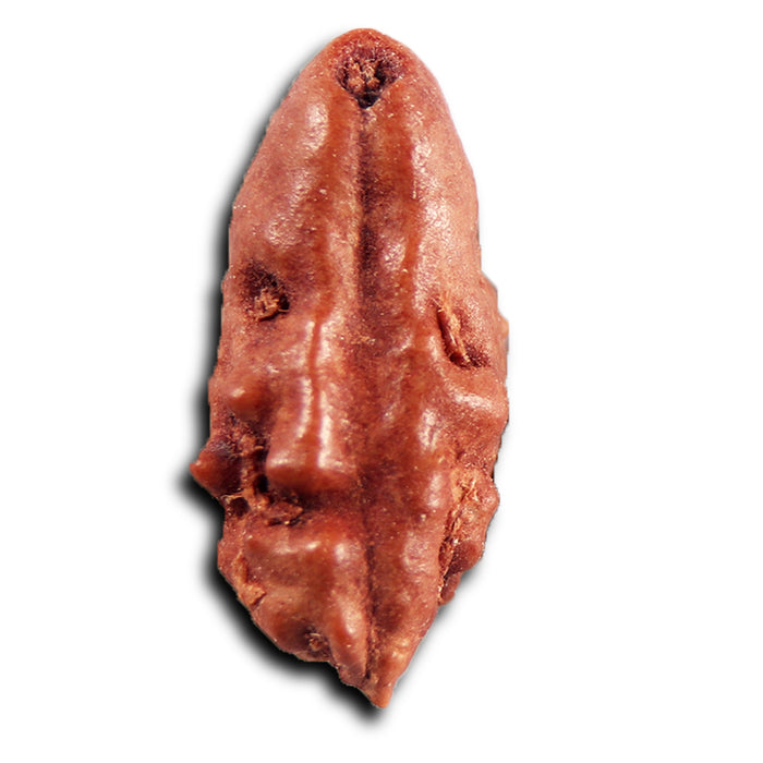 1 Mukhi  Rudraksha from Indonesia - Bead No.161