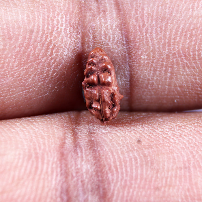 1 Mukhi  Rudraksha from Indonesia - Bead No.161