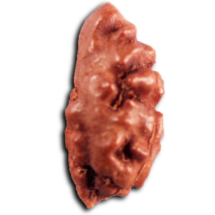 1 Mukhi  Rudraksha from Indonesia - Bead No.161