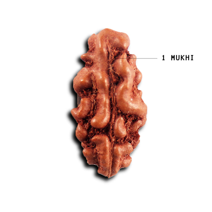 1 Mukhi  Rudraksha from Indonesia - Bead No.162