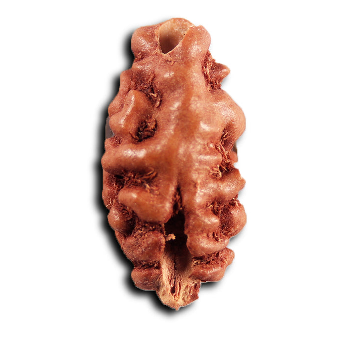 1 Mukhi  Rudraksha from Indonesia - Bead No.162