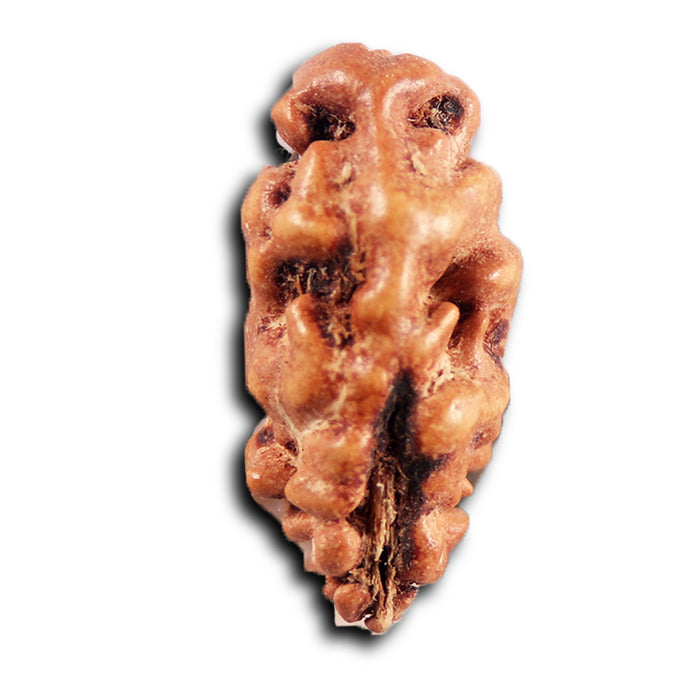 1 Mukhi  Rudraksha from Indonesia - Bead No.163