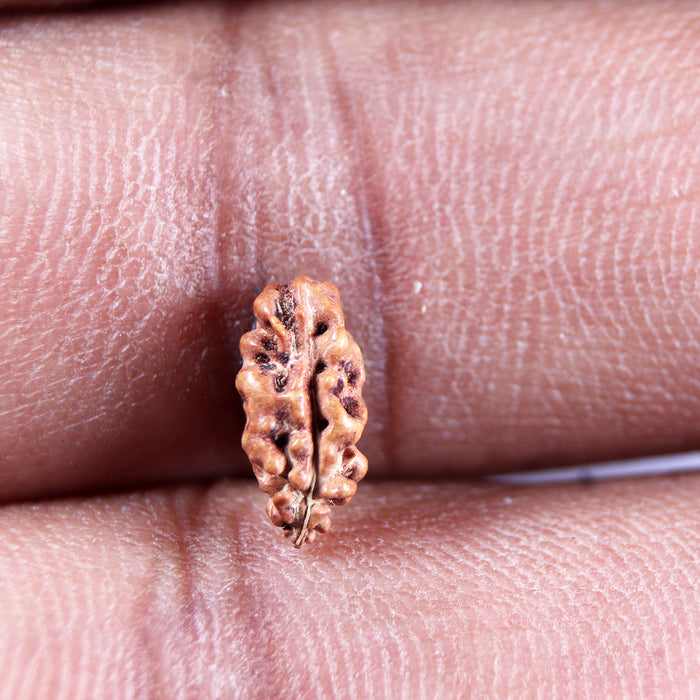 1 Mukhi  Rudraksha from Indonesia - Bead No.163