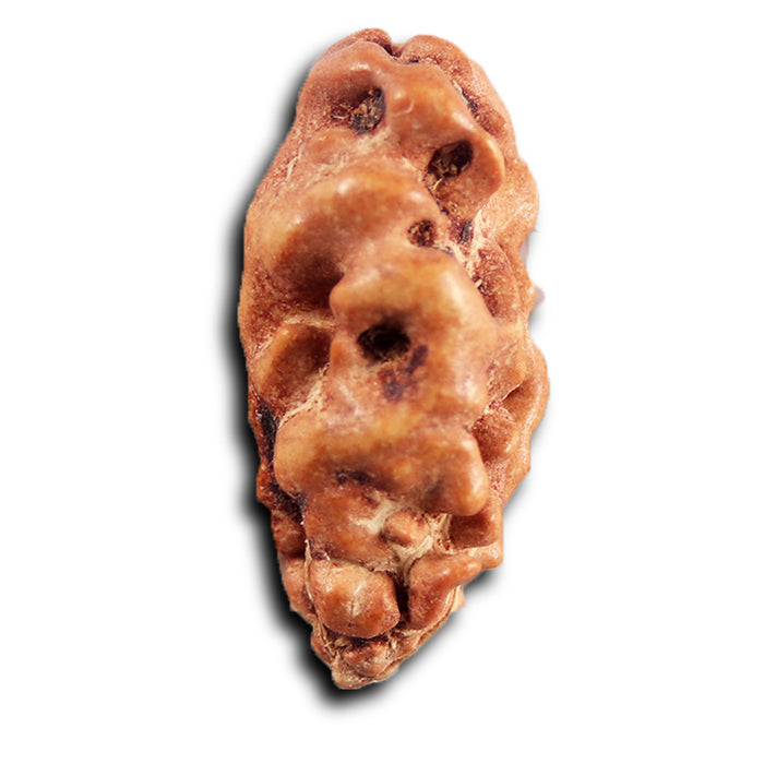 1 Mukhi  Rudraksha from Indonesia - Bead No.163