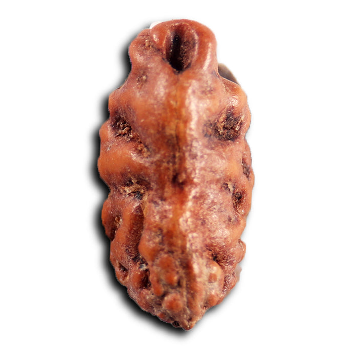 1 Mukhi  Rudraksha from Indonesia - Bead No.164