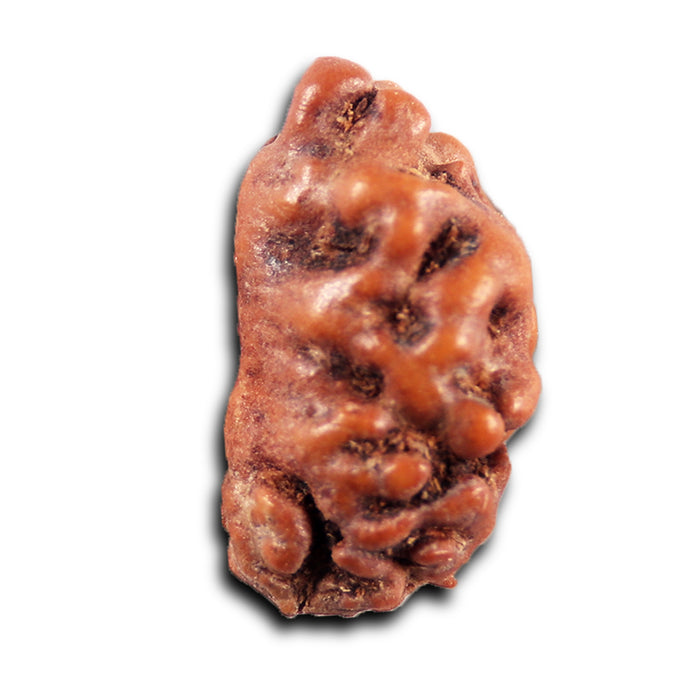 1 Mukhi  Rudraksha from Indonesia - Bead No.164