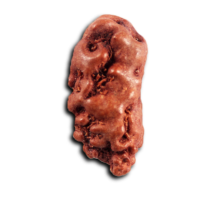 1 Mukhi  Rudraksha from Indonesia - Bead No.165