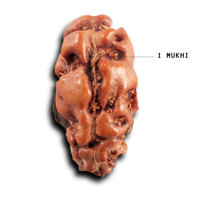 1 Mukhi  Rudraksha from Indonesia - Bead No.167