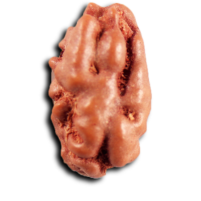 1 Mukhi  Rudraksha from Indonesia - Bead No.168