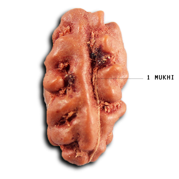 1 Mukhi  Rudraksha from Indonesia - Bead No.168