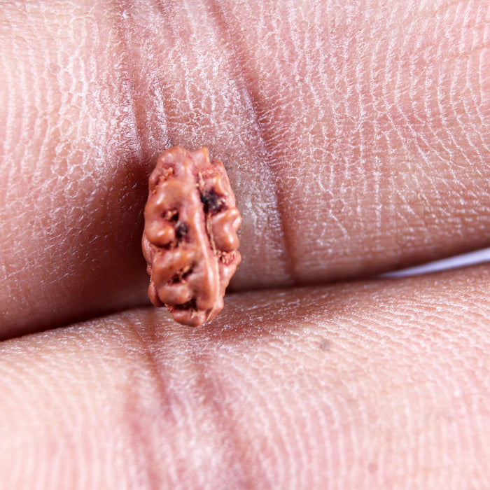 1 Mukhi  Rudraksha from Indonesia - Bead No.168