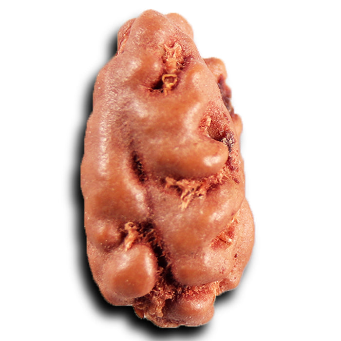 1 Mukhi  Rudraksha from Indonesia - Bead No.168