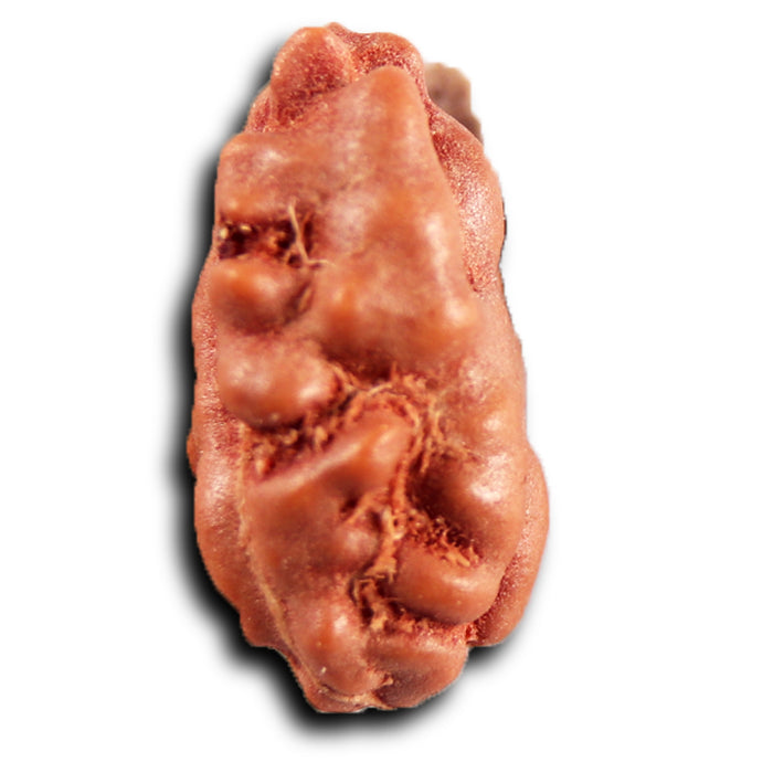 1 Mukhi  Rudraksha from Indonesia - Bead No.168