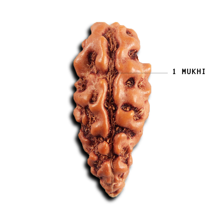 1 Mukhi  Rudraksha from Indonesia - Bead No.172