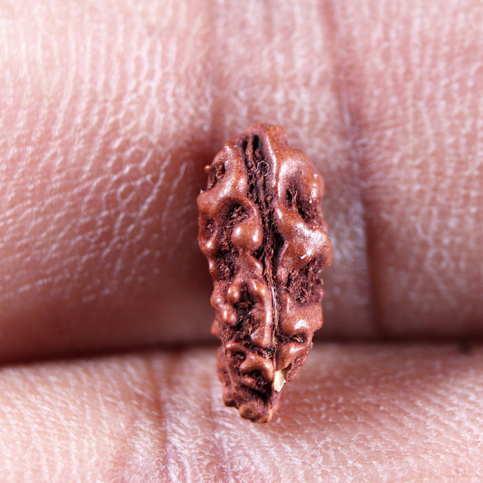 1 Mukhi  Rudraksha from Indonesia - Bead No.173