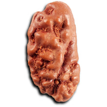 Load image into Gallery viewer, 1 Mukhi  Rudraksha from Indonesia - Bead No.174
