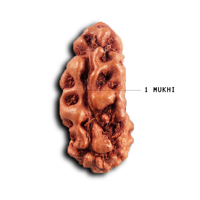 1 Mukhi  Rudraksha from Indonesia - Bead No.179