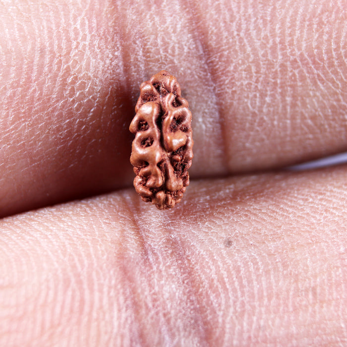 1 Mukhi  Rudraksha from Indonesia - Bead No.179