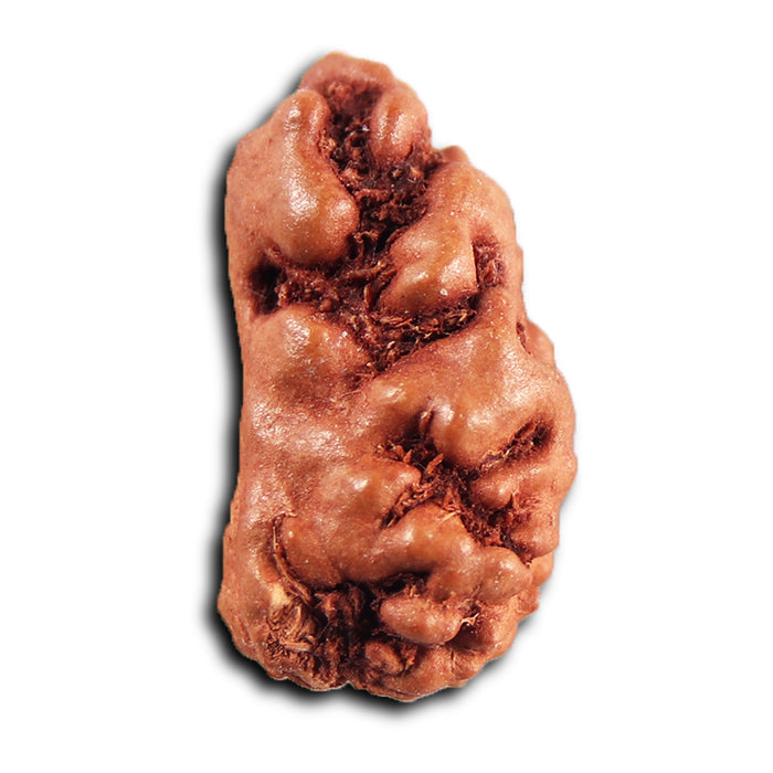 1 Mukhi  Rudraksha from Indonesia - Bead No.179