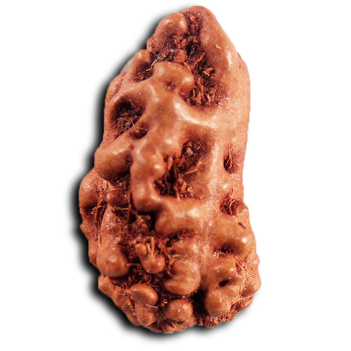 1 Mukhi  Rudraksha from Indonesia - Bead No.179