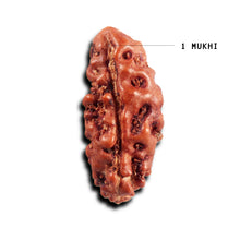 Load image into Gallery viewer, 1 Mukhi Rudraksha from Indonesia - Bead No.145
