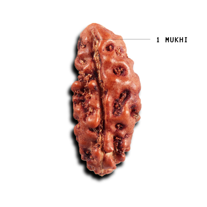 1 Mukhi Rudraksha from Indonesia - Bead No.145