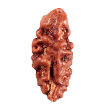 Load image into Gallery viewer, 1 Mukhi Rudraksha from Indonesia - Bead No.145
