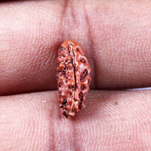 Load image into Gallery viewer, 1 Mukhi Rudraksha from Indonesia - Bead No.145
