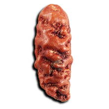 Load image into Gallery viewer, 1 Mukhi Rudraksha from Indonesia - Bead No.145

